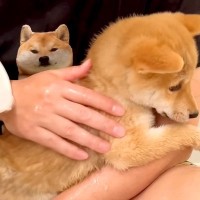 小さな子犬が『初めてシャワーを浴びた』結果…思った以上の『可愛すぎるリアクション』が96万再生「悶絶した」「めっちゃ癒される」と絶賛