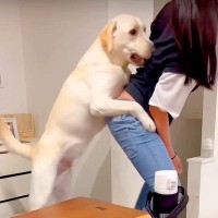 どうしてもお姉ちゃんに構ってほしい大型犬…激しすぎる『ストーカー行為』が可愛いと192万再生「かまちょ過ぎるｗ」「遊びたいんだね」