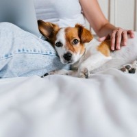 犬が飼い主に寄りかかる『4つの理由』愛犬が体を預けてきたときにすべき正しい対応とは？