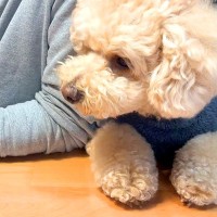 どうしても家族団らんに混ざりたい犬…仲間に入れてもらえない時にする『拗ね方』が可愛すぎると17万再生「子供にしか見えないｗ」「癒される」