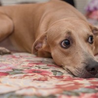 犬の耳が倒れている時、どんな気持ちなの？『4つの心理』とそれぞれのベストな対応とは？