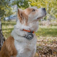 犬が死ぬかもしれない『有害な虫』4選　身近に存在する危険な虫の種類や対策まで