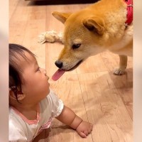 赤ちゃんと犬が出会った結果…互いに興味津々な姿が可愛すぎると182万再生「ベロが迎えに行ってて笑ったｗ」「距離感たまんない」と悶絶