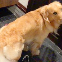 『毎日会ってるのに…』犬がパパのお出迎えをした結果…まるで『3年ぶりの再会』のような反応が249万再生「喜び方すごいｗ」「羨ましい」