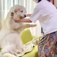 汚れた超大型犬を『丸洗い』しようとした結果…豪快すぎる『駄々をこねる姿』が17万再生「ヤダヤダモードで草」「虚無顔可愛すぎるｗ」と話題