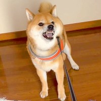 お母さんが犬を散歩に連れていこうとしたら…なぜかブチギレる姿と『まさかの理由』が6万再生「お母さん可哀想ｗ」「爆笑した」と大絶賛