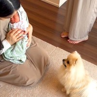 犬がママと『1週間ぶりに再会した』結果…まさかの『新しい家族との初対面』が幸せそのものだと26万再生「絶対いいお兄ちゃんになる」と絶賛