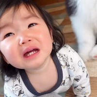 女の子が『お母さんに泣かされた』結果、子犬が…秒で見せた『紳士すぎる行動』が36万再生「末っ子なのに偉い」「なんて優しい子」と絶賛