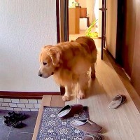 出張中、家にいる大型犬の様子をカメラで覗いてみた結果…まさかの『切なすぎる姿』が尊いと41万再生「忠犬の鑑」「なんて健気なの」と感動