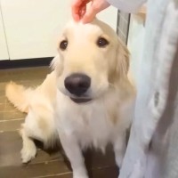 大型犬が『家族に怒られたと勘違い』してしまった結果…まさかの『疑心暗鬼』になる光景が56万再生「怖がり方可愛すぎｗ」「なんて愛おしい」