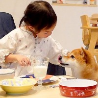 4歳の女の子が『犬と一緒にご飯を食べた』結果…優しさ溢れる『食卓でのやり取り』が尊すぎると62万再生「幸せがダダ漏れ」「羨ましい」