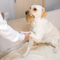 芸をしてくれない犬に『報酬』を用意した結果…まさかの『露骨な態度の変化』に爆笑「キレッキレな動きｗ」「目の輝きが違う」と2万2000再生