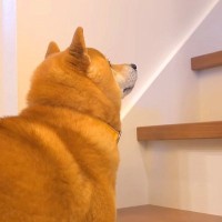 新居にお泊りしたら、犬が…まさかの『階段をひとりで登れない』と訴える姿が可愛すぎると悶絶「切なそう…」「苦手なのねｗ」と6万再生