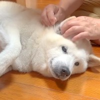 犬がおじいちゃんと母にたっぷり甘やかされた結果…穏やかすぎる『素敵な家族の様子』が62万再生「幸せそのもの」「一生甘やかされてほしい」