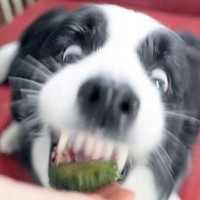 犬が『ゴーヤ』を生まれて初めて食べた結果…想定外のリアクションが微笑ましいと13万再生「苦いのに…見習いたい」「大人やなぁ」と絶賛