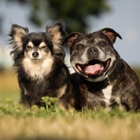 シニア犬が生き生き暮らすための秘訣4つ　普段の生活に取り入れられる愛犬への配慮とは