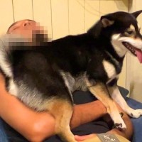 犬を抱っこしながらうたた寝していた結果…完全に想定外な『まさかの悲劇』が21万再生「結構がっつりで草」「すみません、大爆笑しましたｗ」