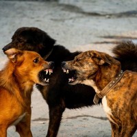 犬同士が喧嘩する5つの原因や心理とは　飼い主が取るべき対応までご紹介