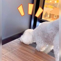 お隣さんがワンコを飼い始めた結果…犬同士による『隙間越しの友情』が可愛すぎると167万再生「まるでロミオとジュリエット」と大絶賛の声