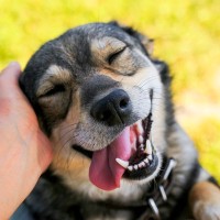 犬が触られることで得られる『メリット』とは？5つの効果と飼い主が意識すべき愛犬への触れ方を解説