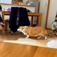 『愛犬は家族で誰が一番好きか』を実験してみた結果…まさかの禁じ手と微笑ましい結末が12万再生「ひたすらに平和」「ウロウロ可愛いｗ」