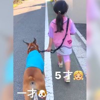 幼稚園に行く女の子と犬が毎日していること…最高過ぎる『通園の様子』が9万再生「素敵な時間」「たくましいボディーガード」と賞賛の声