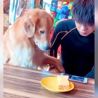 犬の目の前で『パンを食べた』結果…圧が凄すぎる『我慢の仕方』と可愛らしい結末が137万再生「切ない表情が可愛いｗ」「食べた気しない」