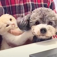 在宅でオンライン会議をしていたら…まさかの『犬と猫の乱入事件』が面白すぎると82万再生「参加したいのかな？ｗ」「わちゃわちゃで草」