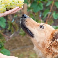 犬に与えてはいけない『秋の味覚』3選　最悪の場合、命を落とす食材とは