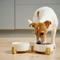 犬って満腹にならないの？いつまでもご飯を食べ続ける理由や満腹感を与える工夫について解説