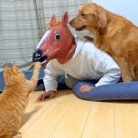 犬と猫は『部屋に馬の化け物がいたら』どうする？検証した結果…まさかの反応と可愛い結末が67万再生「お父さん最高ｗ」「襲われるの爆笑」