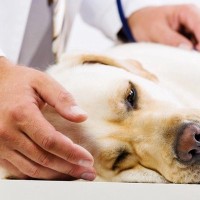 犬が誤食しやすい『危険な物』身近にある物を獣医が解説