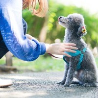 「仔犬のしつけを始めるのは何カ月齢から？」現役ドッグトレーナーがしつけを始めるタイミングを徹底解説！