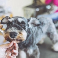 かわいさと健康のどちらをとる？犬のトリミングの重要性