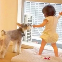 犬が1歳の娘の面倒を見た結果…『小さなベビーシッター』を務める姿が可愛すぎると25万再生「なんて可愛い空間なの」「涙でちゃう」と悶絶