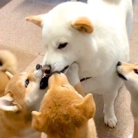 犬の赤ちゃんがお父さんと『おもちゃの取り合い』をした結果…優しさしかない『平和すぎる攻防戦』が尊いと14万再生「良い家族」「癒される」