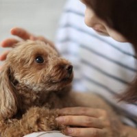 犬が飼い主に何かを伝えているときにする行動5つ　見逃したくないサインや注意点まで