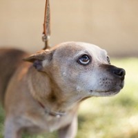 愛犬が臆病になるのは飼い主の影響？原因となる4つの行動と配慮してあげるべきこと