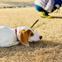 犬が『お散歩を拒否するとき』の3つの心理とは？散歩嫌いなワンコに試せる対処方法をご紹介