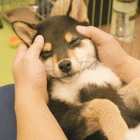 犬と飼い主の『ナイトルーティーン』に密着したら…素敵な夜の過ごし方が羨ましすぎると46万再生「スクワットの仕方で笑った」「可愛いｗ」