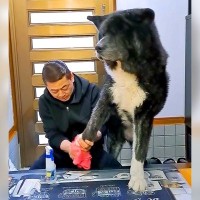 大型犬が家に上がる前にする儀式…お出かけ後の『お利口さん過ぎる姿』が300万再生「信頼関係がバッチリ」「うちの旦那よりえらいｗ」と絶賛