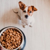 犬が暑さで食欲を失ってしまった際にできる工夫４つ　やってはいけないNG行為からおすすめの食材までご紹介