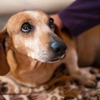 犬も『ペットロス』になるの？仲間を失うと表れる行動や症状、飼い主がしてあげられることとは