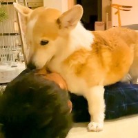 犬の『パパへの愛』が暴走してしまった結果…まさかの壁ドンならぬ『床ドン』をする光景が78万再生「積極的ｗ」「攻めまくってて草」と絶賛