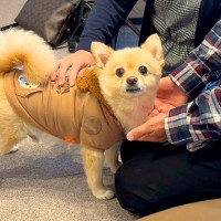 犬が『大好きなおじいちゃんとおばあちゃん』とお別れした結果…切なすぎる姿に思わず涙が出てくると24万再生「表情豊か」「感動した」