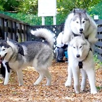 ハスキー犬たちを『50mコース』に閉じ込めてみた結果…『カオスすぎる鬼ごっこ』の光景に33万再生「みんな同じ顔で草」「分身の術？」と爆笑