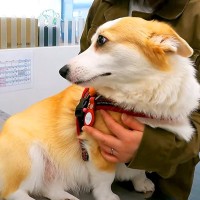動物病院にやってきた犬→診察台の上で『２つの悲劇』に襲われた結果…人間のような『まさかの反応』が25万再生「哀愁がｗ」「笑ったｗ」と絶賛