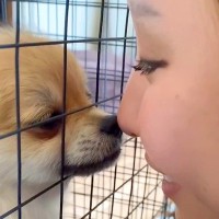 赤ちゃん犬が見せた『可愛すぎる甘え方』…ママとのふれあいが最高に尊いと56万再生「心が浄化される」「本当に大好きなんだ」悶絶の声相次ぐ