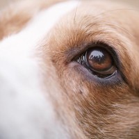 犬と人間の『目の違い』とは？愛犬が見ている世界や意外と知らない目の秘密まで