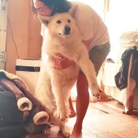 『絶対お風呂に入りたくない大型犬』と飼い主のバトル…大変すぎる『駄々っ子ぶり』が13万再生「強制連行ｗ」「幼稚園行きたくない娘みたい」